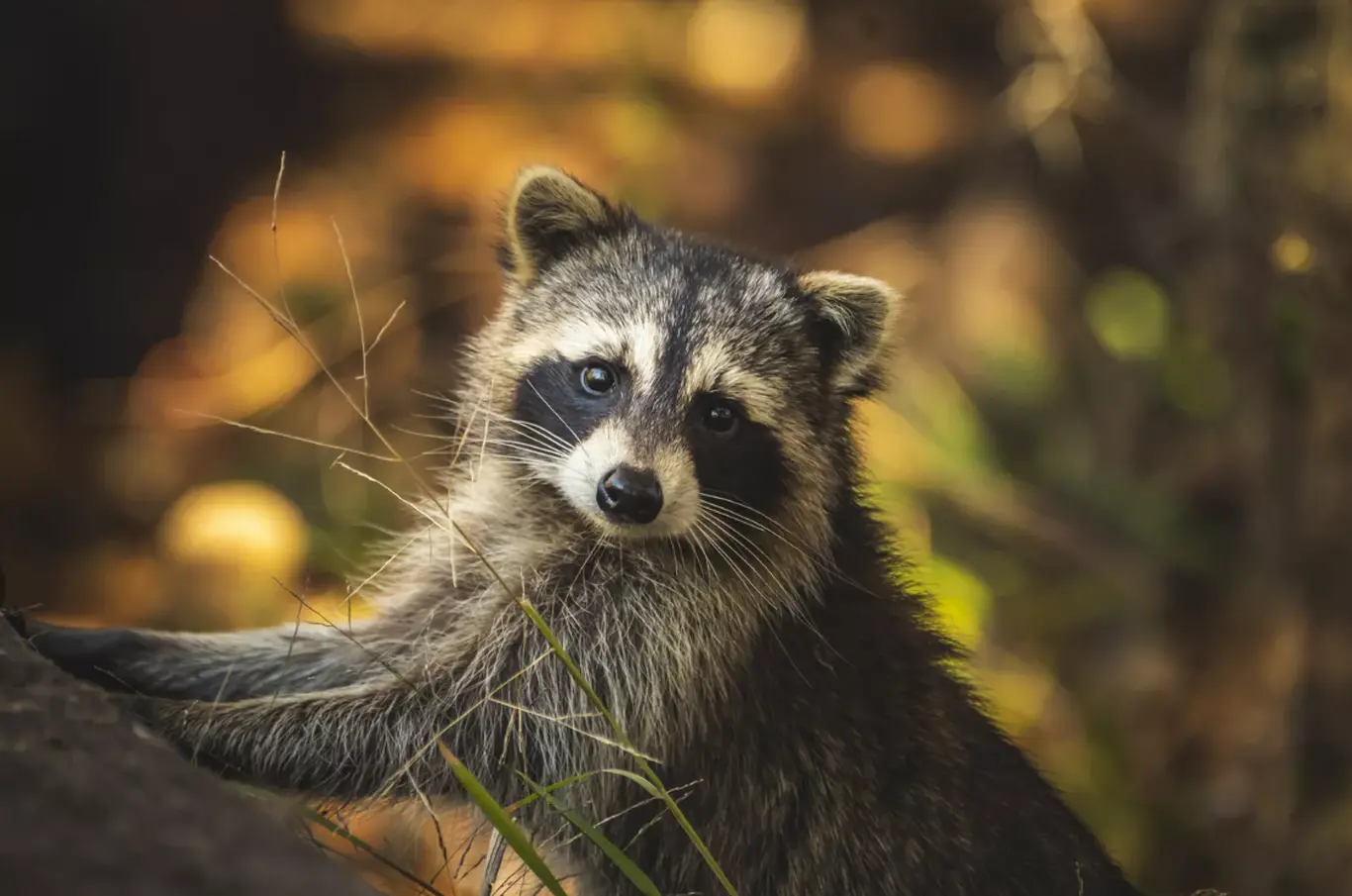 راکن (Raccoon) خانگی