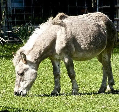 حیوانات دورگه