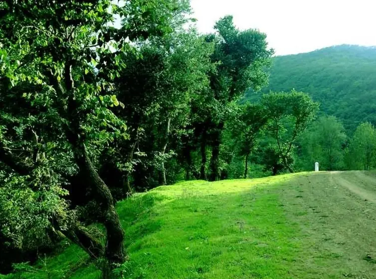 روستای افجه