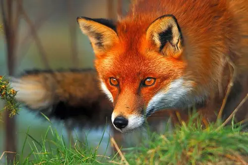 روباه‌های اهلی‌شده (Domestic Foxes)