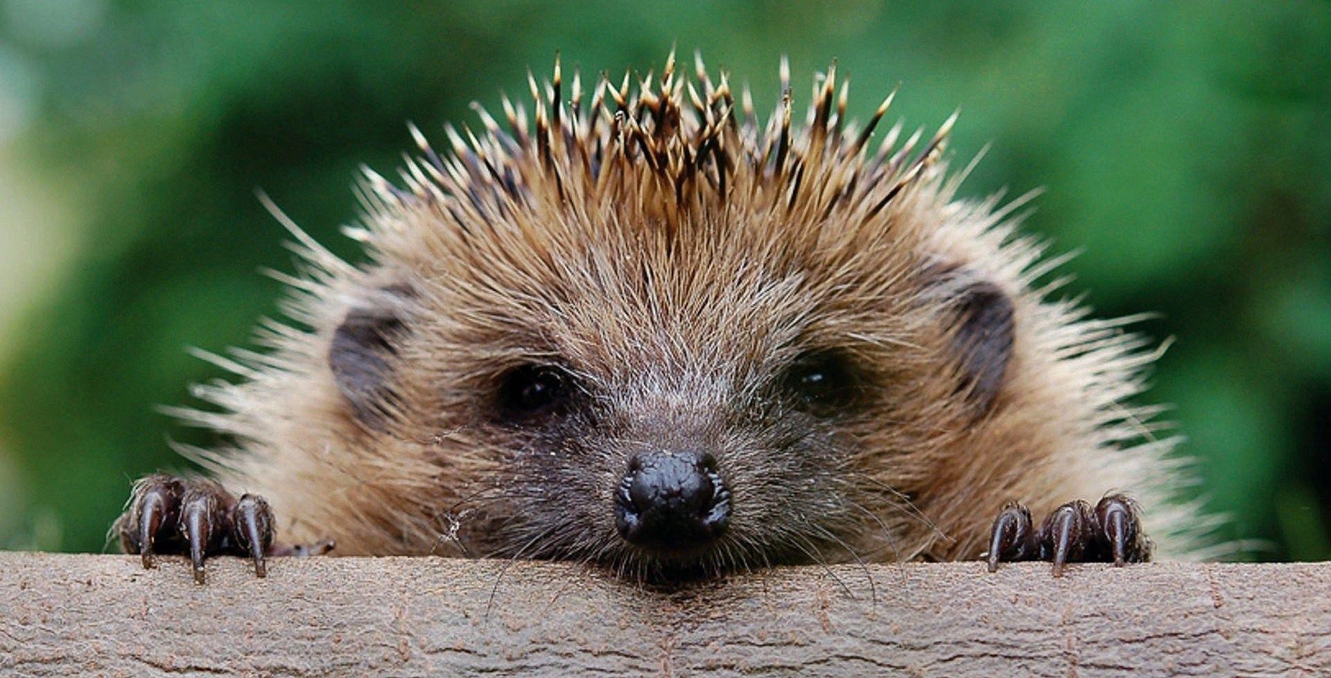 خارپشت آفریقایی (African Pygmy Hedgehog)