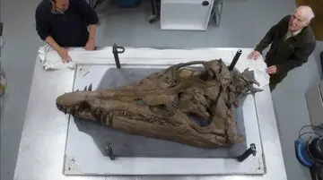 اسکلت دایناسور 150 ساله