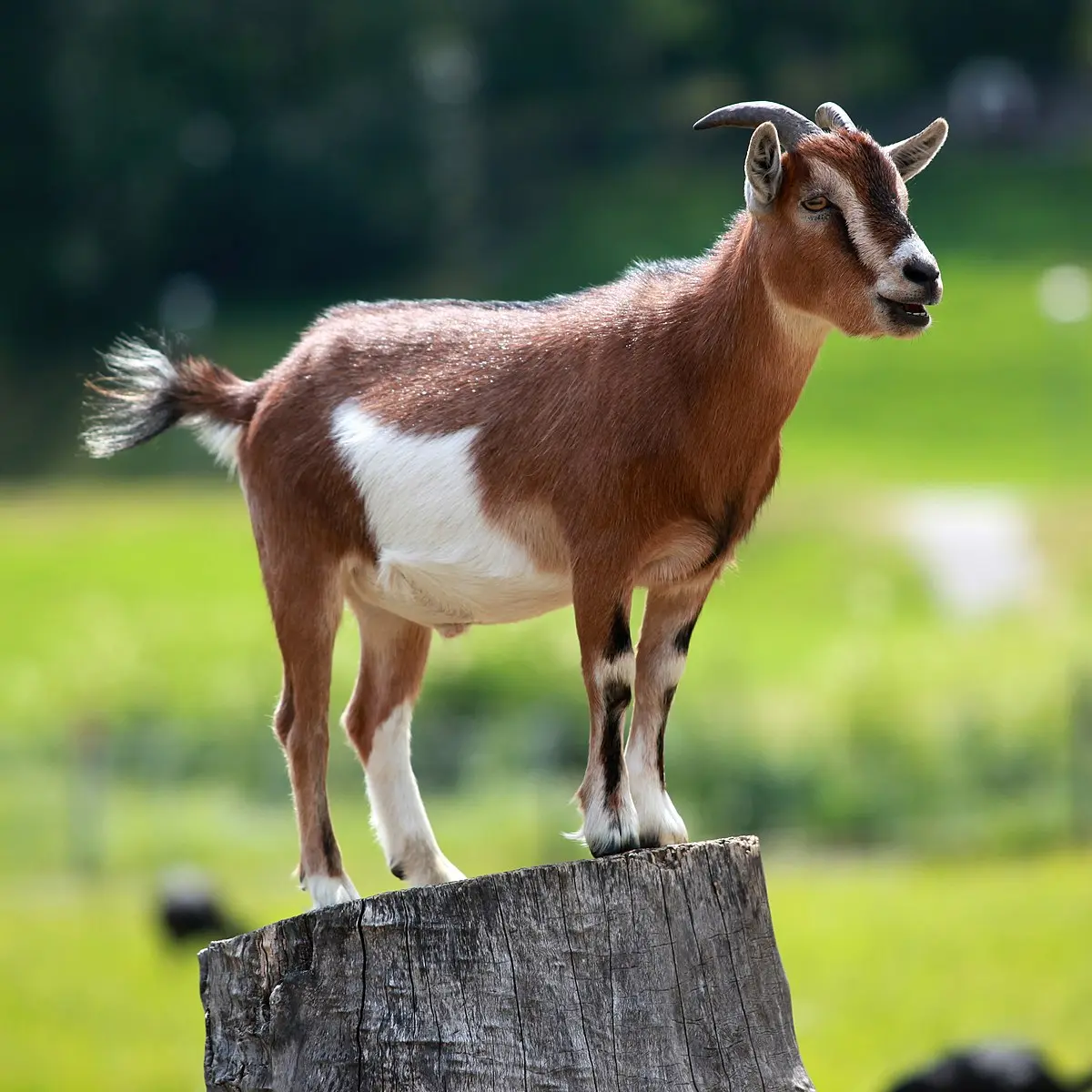 بز کوتوله آفریقایی (Pygmy Goat)