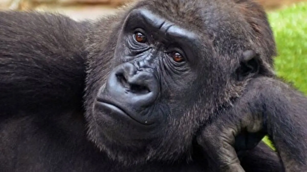 پیرترین گوریل جهان