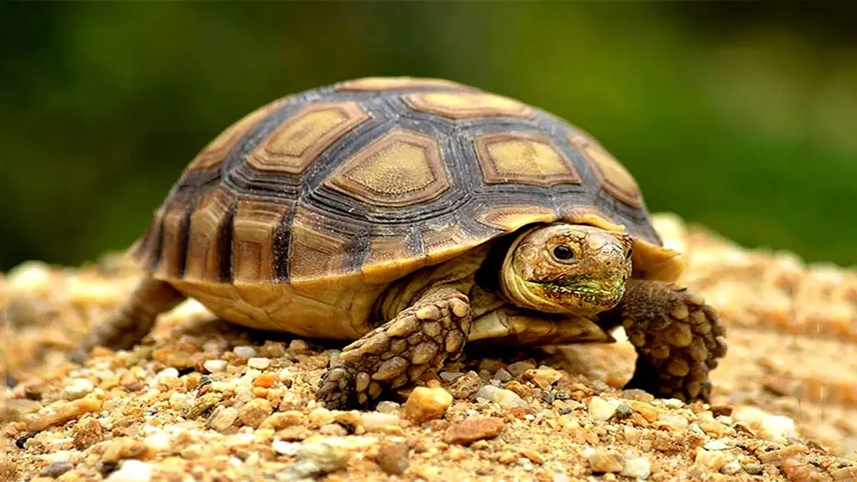 حیواناتی که نمیمیرن