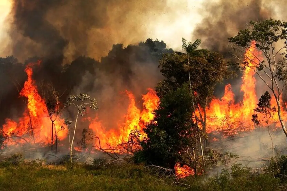 واکنش تند بازیگران و سلبریتی ها به آتش سوزی جنگل های لرستان + عکس 