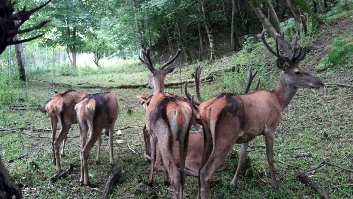 جنگل چالدره