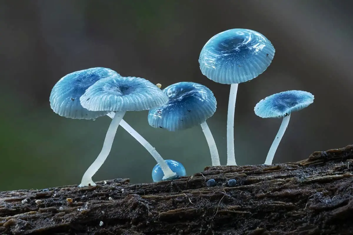 کشف کوچک ترین قارچ جهان که به سختی دیده می شود + تصاویر