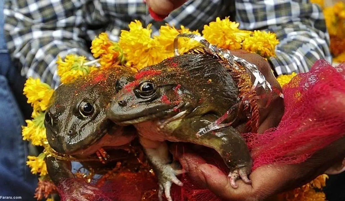 (ویدیو) جشن عروسی مجلل قورباغه‌ ها در هند برای فرار از گرما!