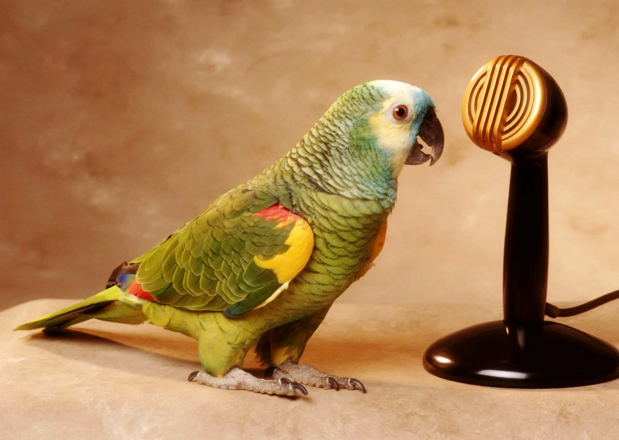10 تا از باهوش ترین پرنده های سخنگو در جهان