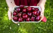 کرم گیلاس رو بخوریم چه بلایی سرمان میاد؟ | کرم گیلاس داخل بدن زنده می ماند؟