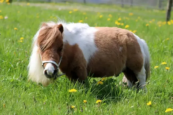 کوچکترین اسب جهان که در کتاب گینس ثبت شد + عکس