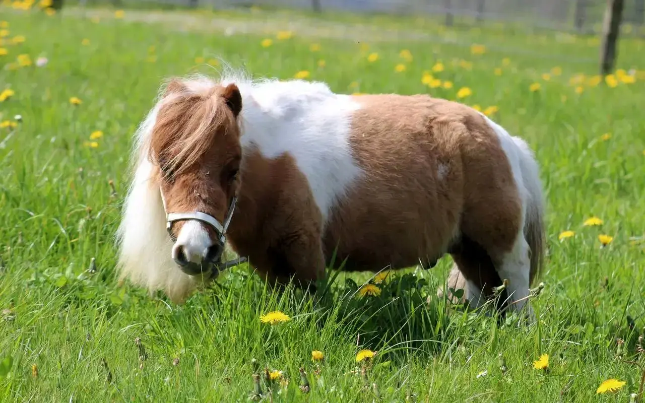 کوچکترین اسب جهان که در کتاب گینس ثبت شد + عکس