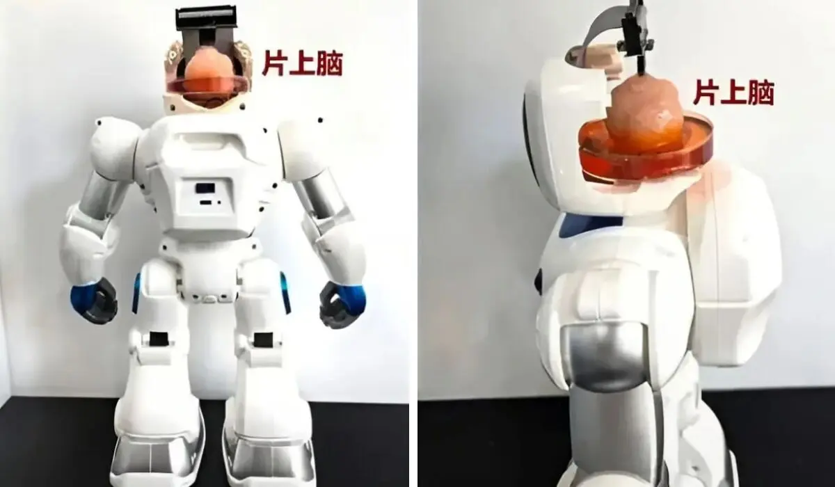ربات با مغز انسان
