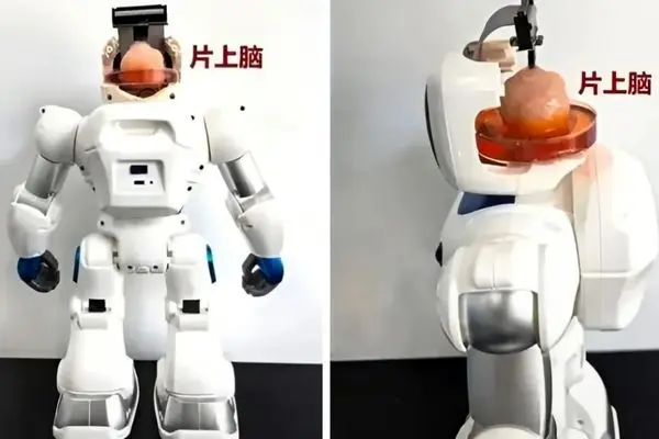 قرار دادن مغز انسان در بدن ربات توسط چینی ها؛ فراتر از تصور!