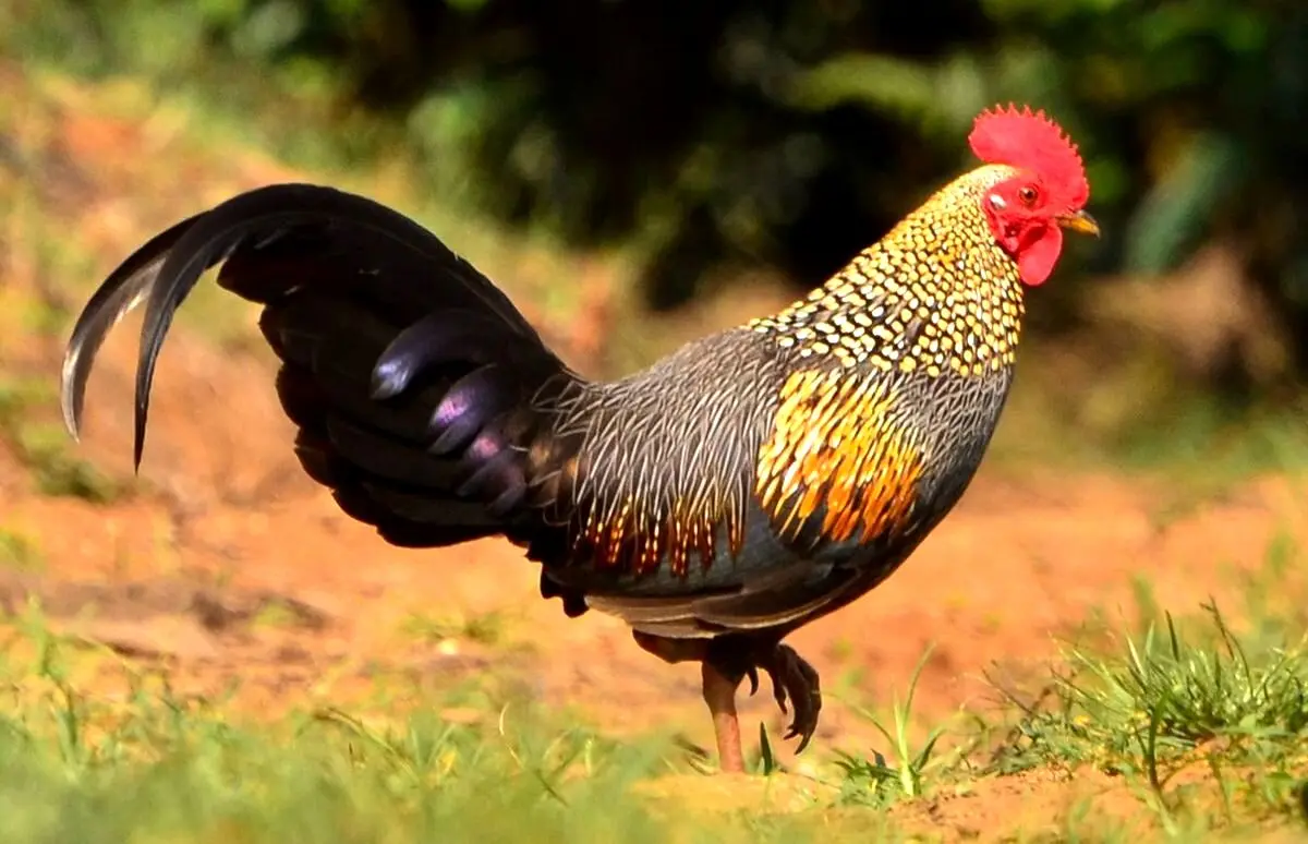 خروس تخمگذار