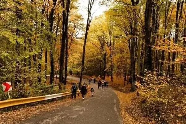 تماشایی ترین جنگل ایران در پاییز + تصویر 