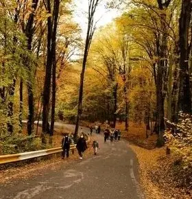 تماشایی ترین جنگل ایران در پاییز + تصویر 