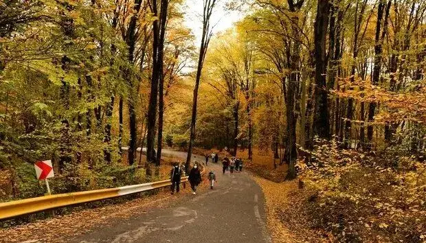 تماشایی ترین جنگل ایران در پاییز + تصویر 