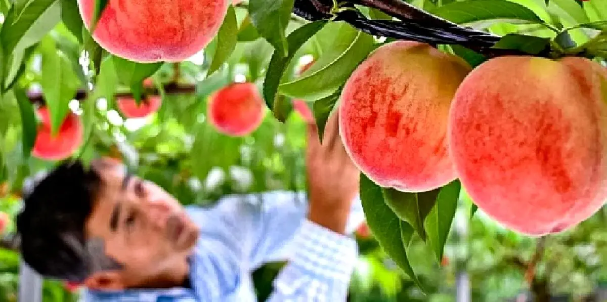 مزرعه پرورش گران ترین هلوی جهان؛ دانه ای 7 هزار دلار + ویدیو و تصاویر
